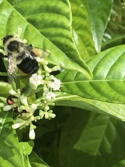 Bombus impatiens image
