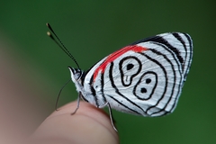 Diaethria eluina