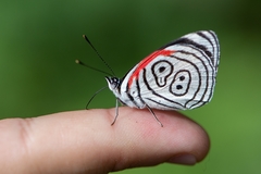 Diaethria eluina