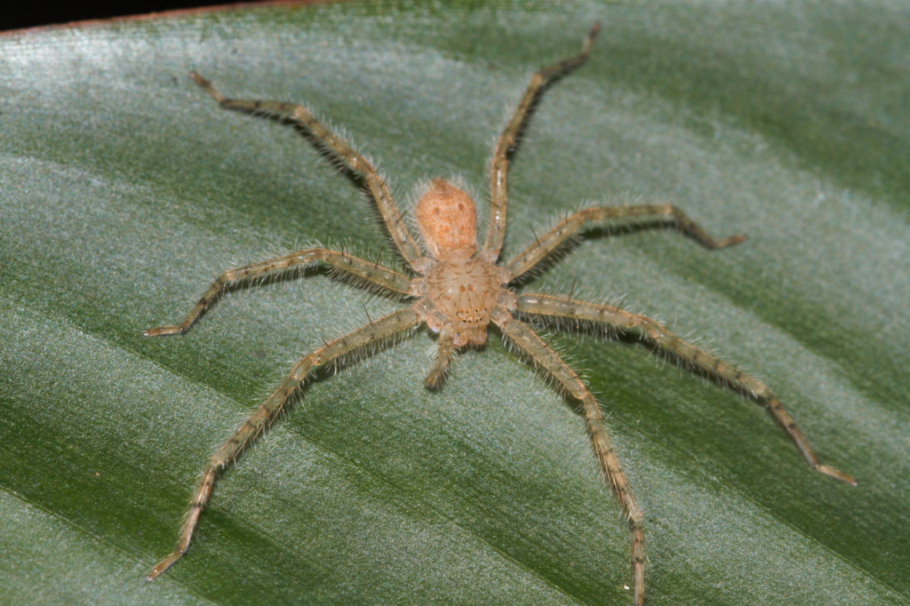 Guadana arawak