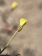 Camissonia parvula