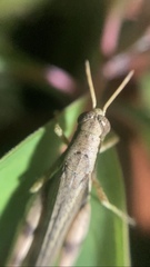 Abracris dilecta