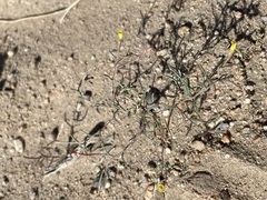Camissonia parvula