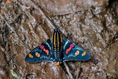 Mimoniades versicolor