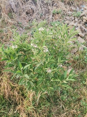 Solanum lanceolatum