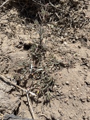 Camissonia pusilla