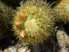 Coryphantha erecta