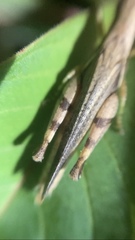 Abracris dilecta