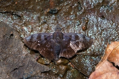 Pellicia arina