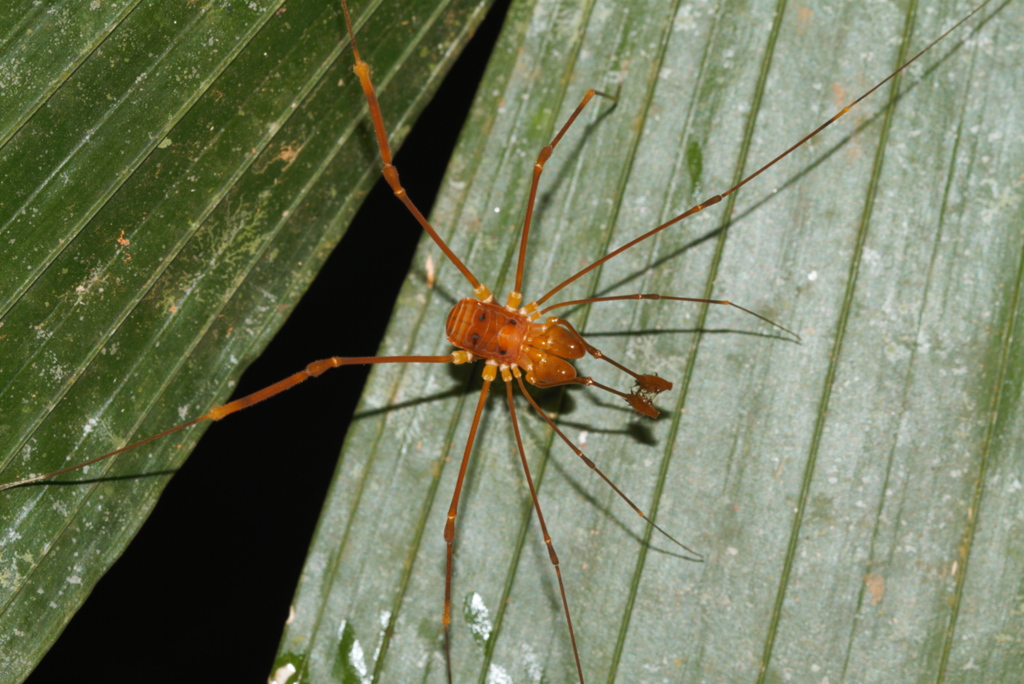 Obidosus amplichelis