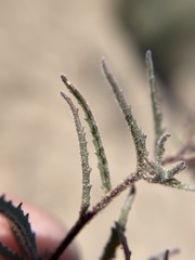 Camissonia pusilla