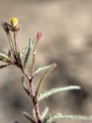 Camissonia pusilla