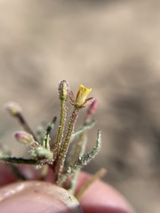 Camissonia pusilla