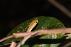 Thamnodynastes pallidus