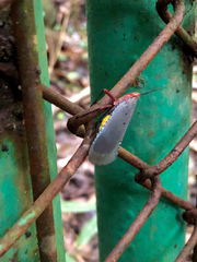 Kalidasa nigromaculata