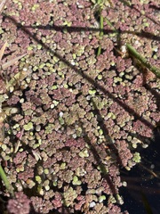 Azolla microphylla