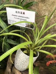Ananas comosus microstachys