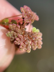 Azolla microphylla
