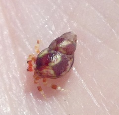 Eulithidium pulloides