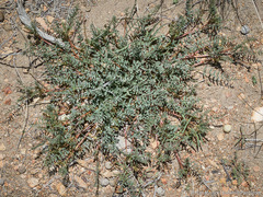 Astragalus johannis-howellii