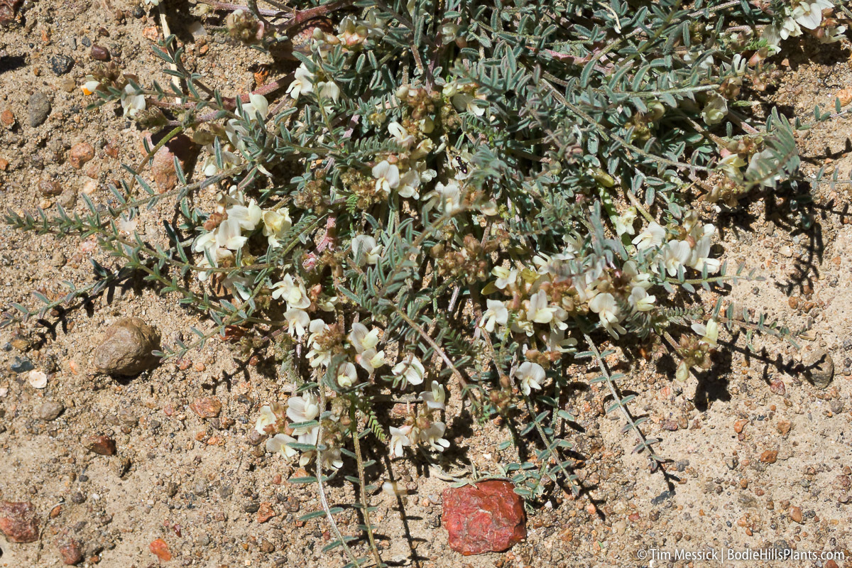 Astragalus johannis-howellii