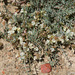 Astragalus johannis-howellii - Photo (c) Tim Messick, algunos derechos reservados (CC BY-NC), uploaded by Tim Messick