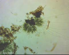 Chaetophora