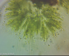Chaetophora