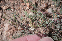Astragalus johannis-howellii
