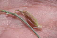 Astragalus johannis-howellii