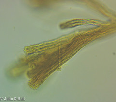 Spongomonas splendida