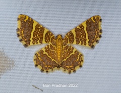 Hastina pluristrigata