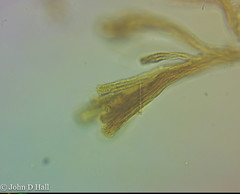 Spongomonas splendida