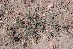 Astragalus johannis-howellii