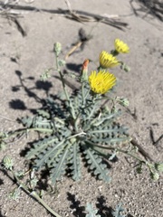 Malacothrix sonchoides