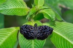 Cycloglypha thrasibulus