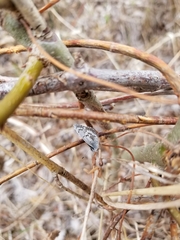 Celastrina asheri