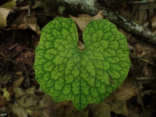 Sanguinaria canadensis