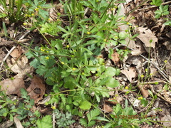 Ranunculus micranthus