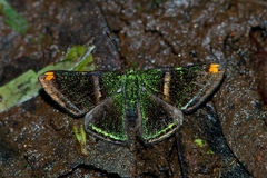 Caria plutargus