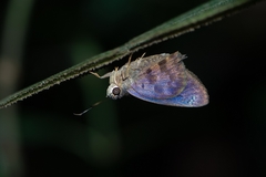 Polygonus savigny savigny