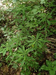 Euphorbia purpurea