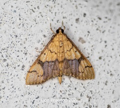 Pleuroptya characteristica