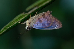 Polygonus savigny savigny