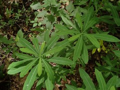 Euphorbia purpurea