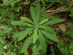 Euphorbia purpurea
