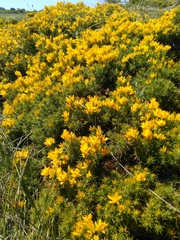 Ulex densus