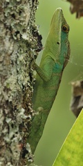Anolis apollinaris