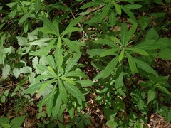 Euphorbia purpurea