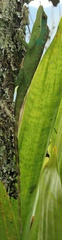 Anolis apollinaris